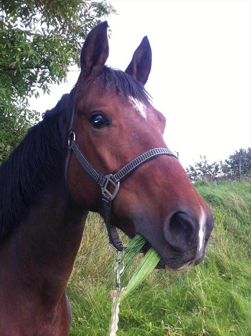 Trakehner Ka´rigo billede 3