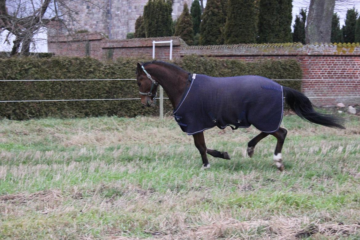 Trakehner Ka´rigo billede 4