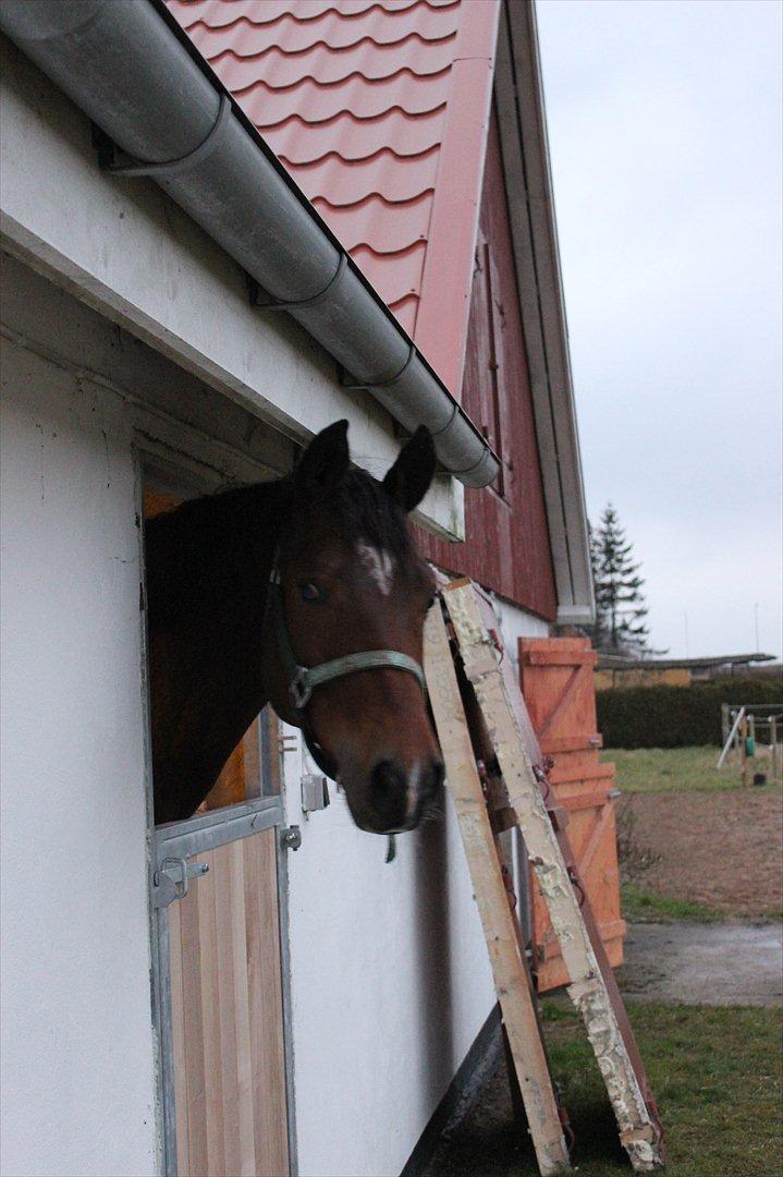 Trakehner Ka´rigo billede 5