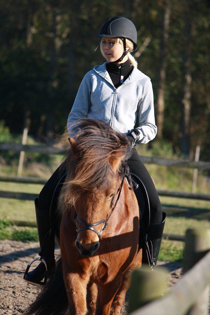 Islænder Baldur fra Tykhøjet *Himmelhest :-'(* - Hej! Velkommen til Balledyrets profil :-) billede 1