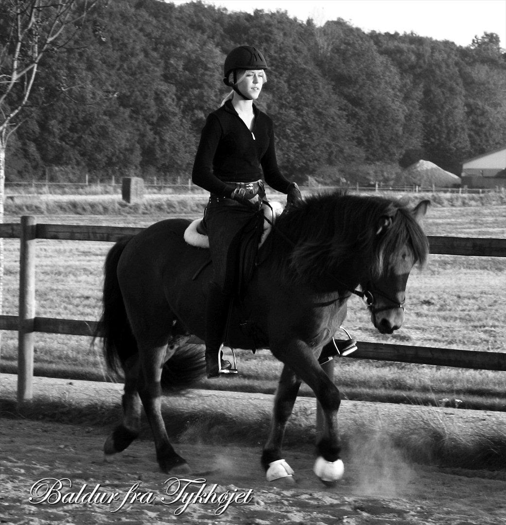 Islænder Baldur fra Tykhøjet *Himmelhest :-'(* billede 2