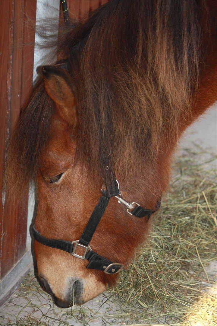 Islænder Baldur fra Tykhøjet *Himmelhest :-'(* billede 3