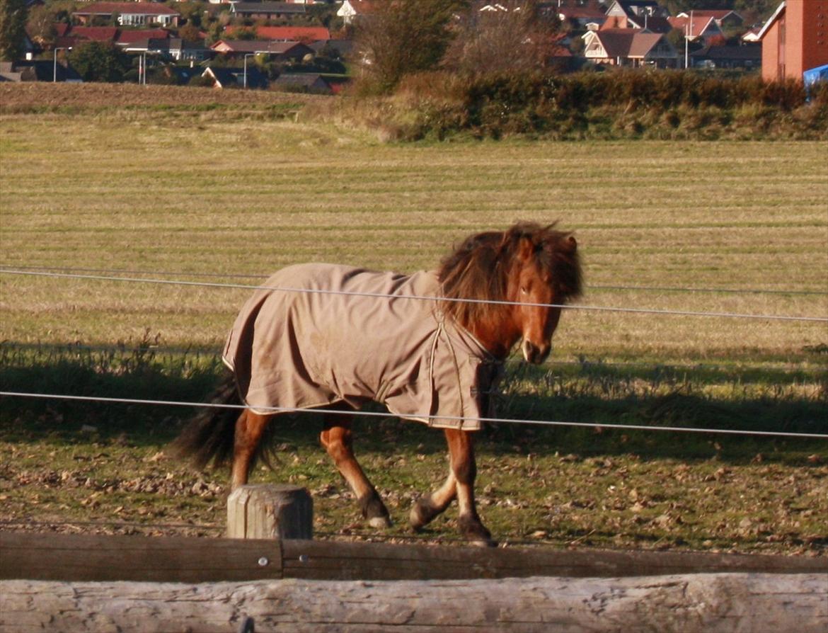 Islænder Baldur fra Tykhøjet *Himmelhest :-'(* billede 4
