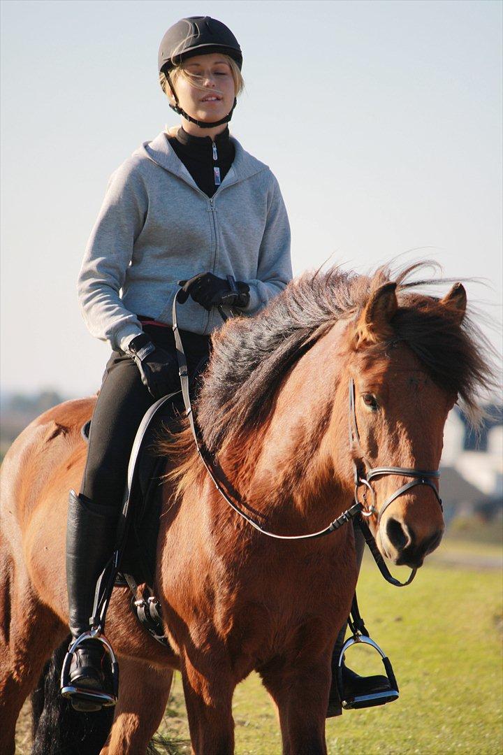 Islænder Baldur fra Tykhøjet *Himmelhest :-'(* billede 5