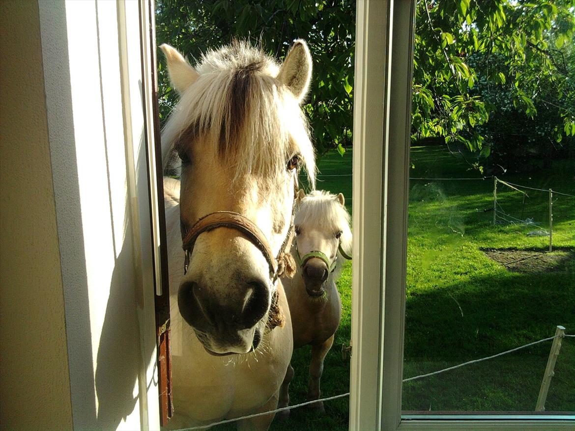 Fjordhest Lærkelundens Oliver billede 16