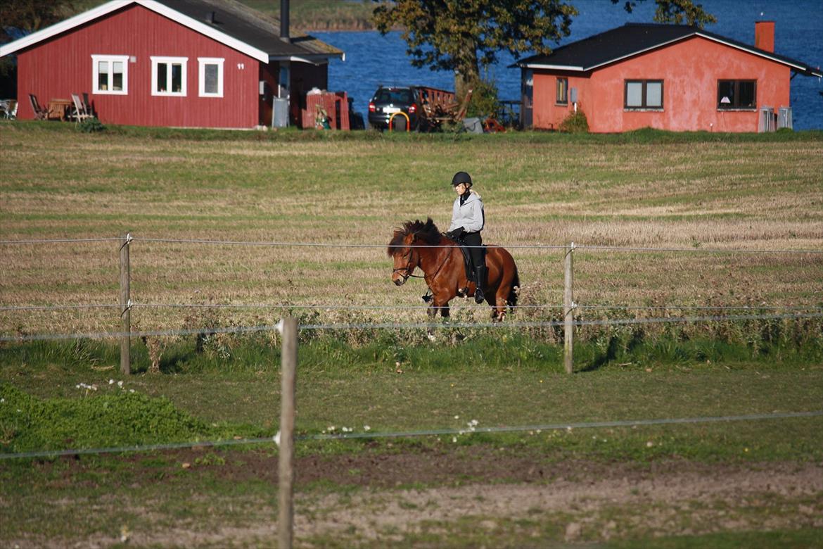 Islænder Baldur fra Tykhøjet *Himmelhest :-'(* billede 6