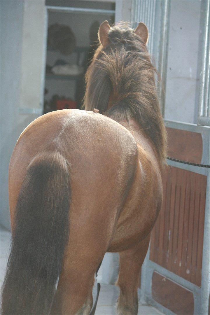 Islænder Baldur fra Tykhøjet *Himmelhest :-'(* - Når enden er god, er alting godt ;-) billede 7