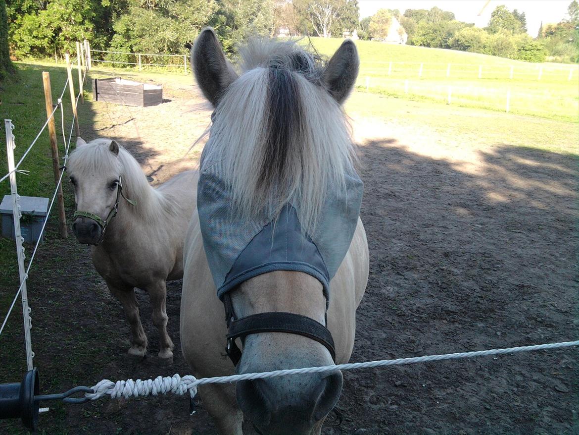 Fjordhest Lærkelundens Oliver billede 17