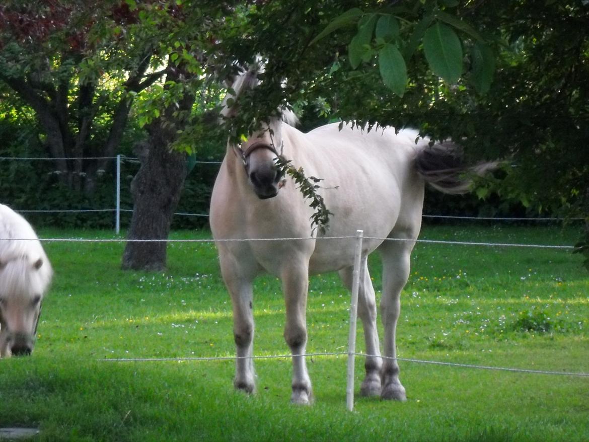 Fjordhest Lærkelundens Oliver billede 18