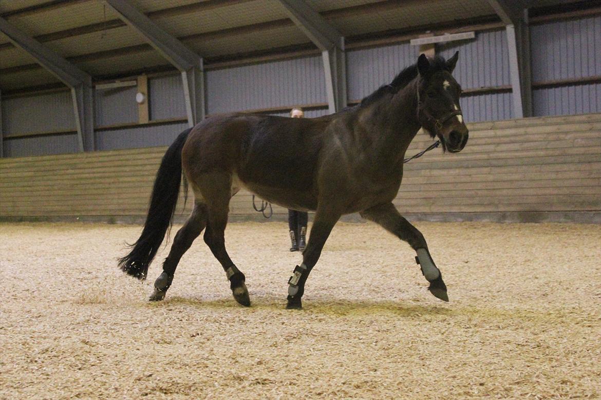 DSP Jasmin - Vildpony i longe :-) - Foto: Line Skou billede 16