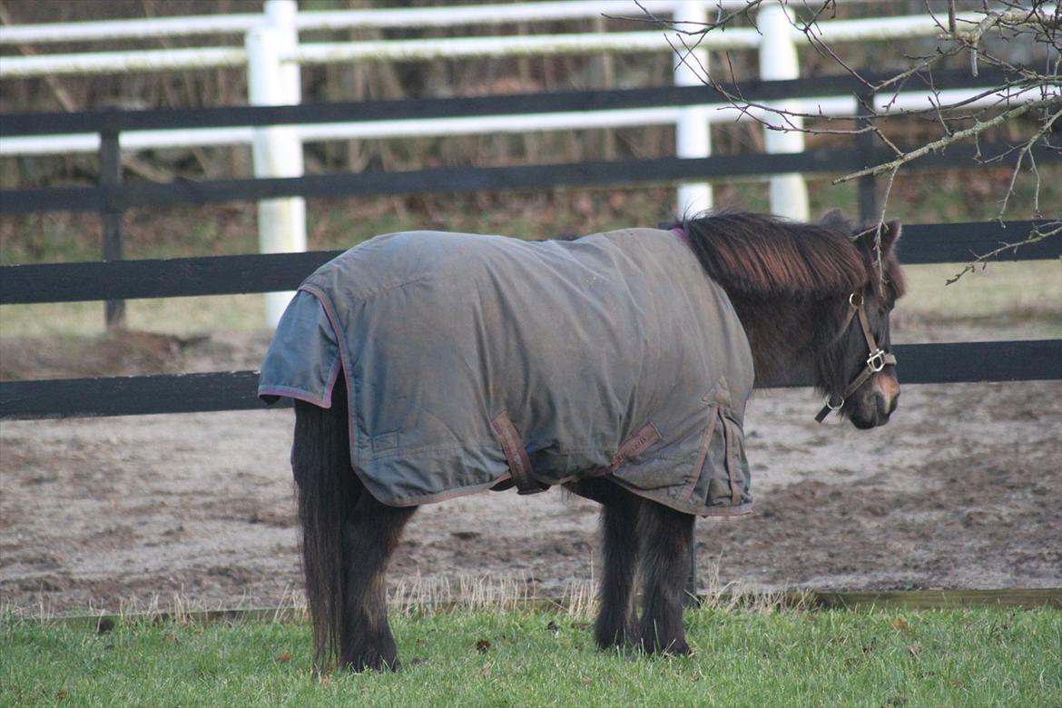 Anden særlig race Julle - Julle tager en slapper. - Foto: Line Skou billede 19