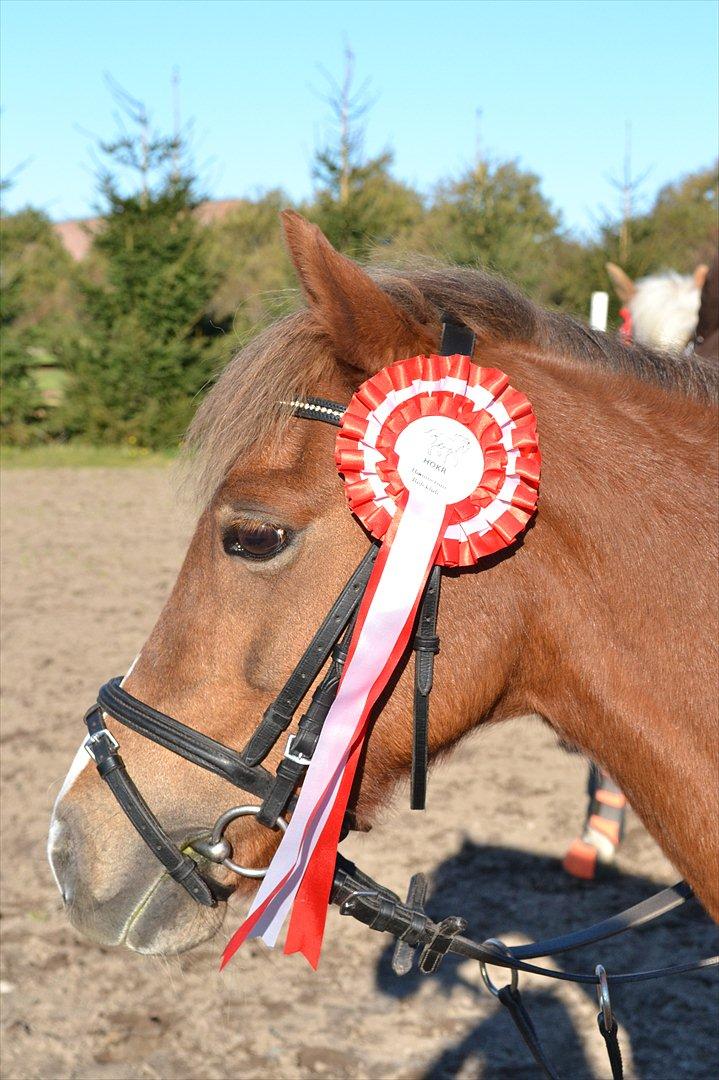 Welsh Pony (sec B) Hedebo's Cindi - Græd ikke fordi det er forbi, men smil fordi det skete! :´) billede 17
