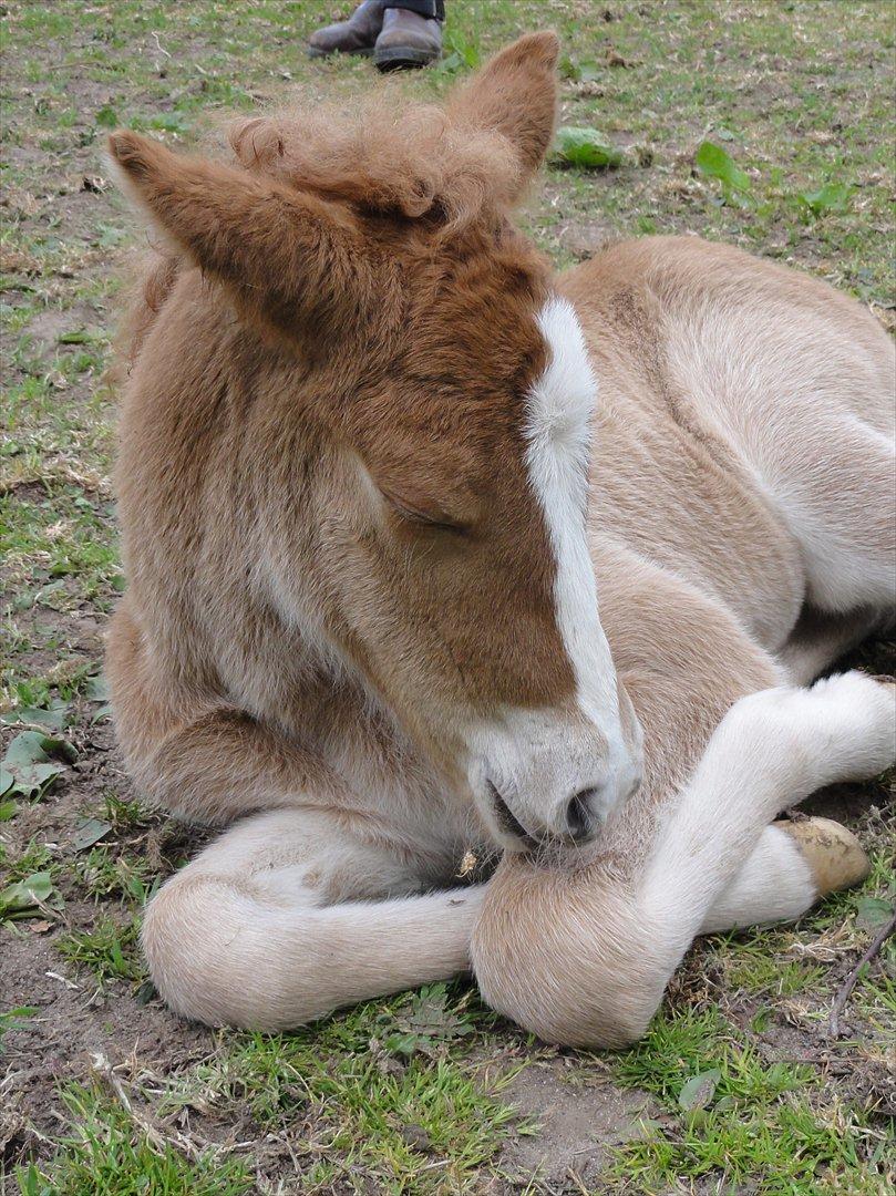 Islænder Madonna *Medina* fra Gridurholti - Ca. 8 timer gammel og meget træt billede 2