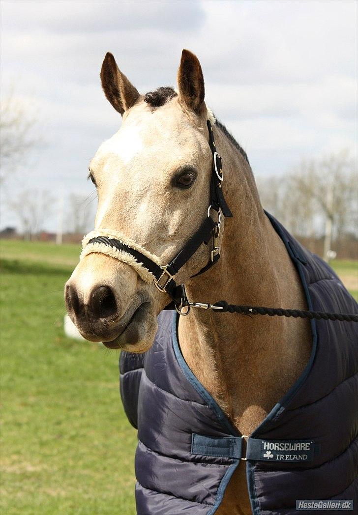 Welsh Cob (sec D) Ocebio - Smukke! billede 5