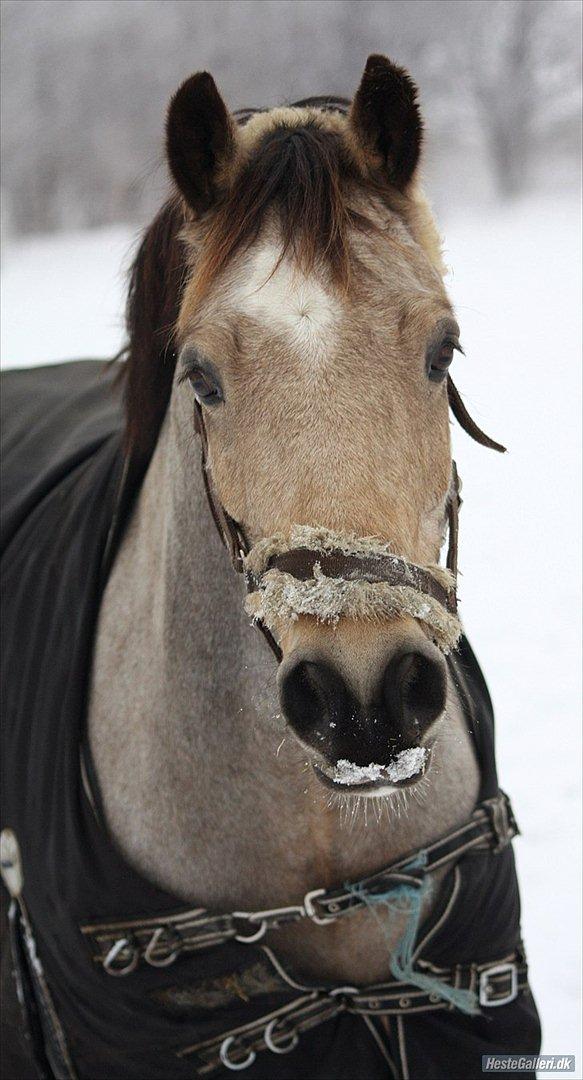 Welsh Cob (sec D) Ocebio - Søøøøød søøød vinter pooooony ;D billede 6