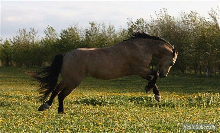 Welsh Cob (sec D) Ocebio - Vild pony :* billede 8