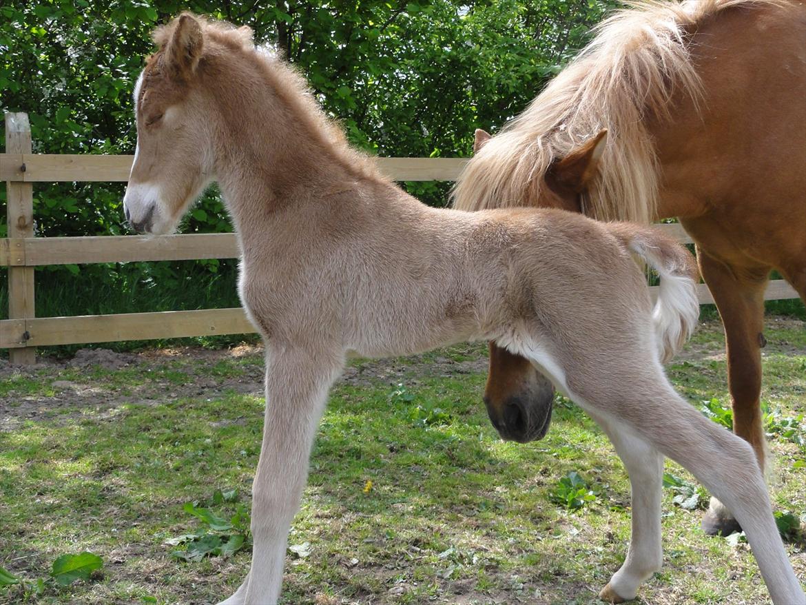 Islænder Madonna *Medina* fra Gridurholti - 10 timer gammel billede 3