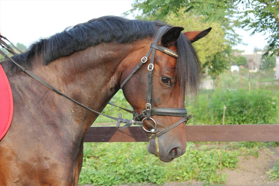 Dansk Varmblod Sommerlunds Cindi *SOLGT* - Velkommen til Cindi's profil <3 <3 :-))) Sprøg endelig for eventuelle sprøgsmål :-D .. billede 1