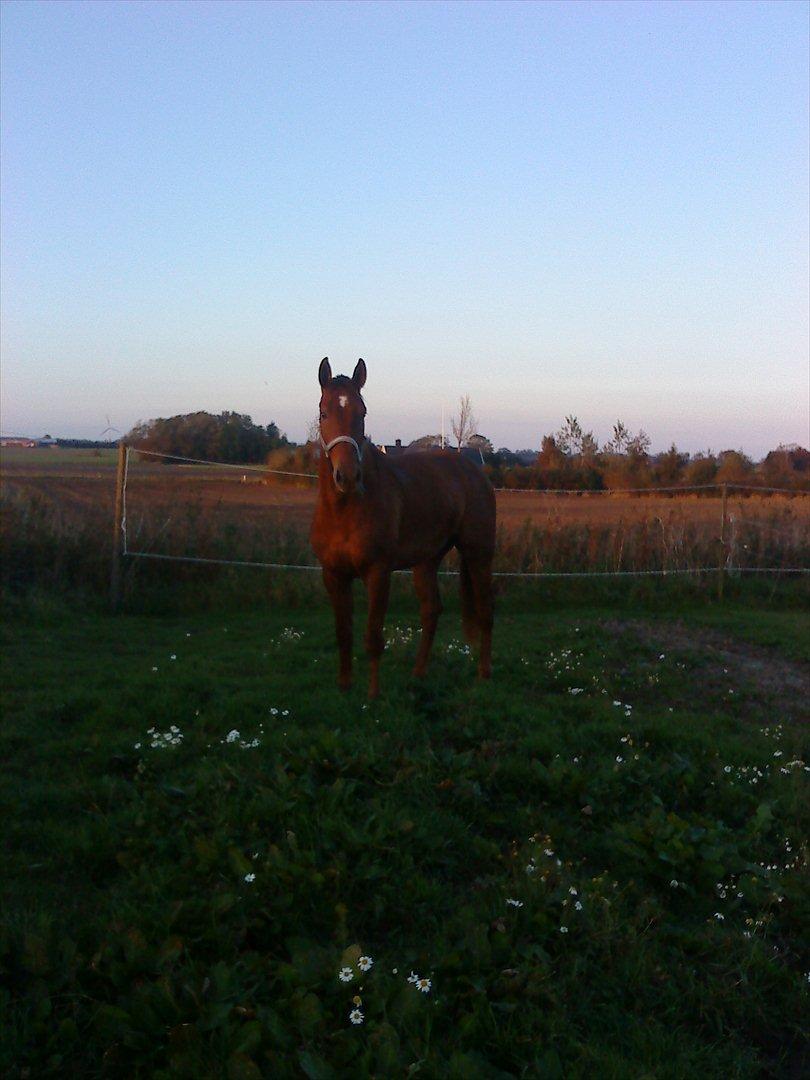 Holstener ARMANI CODE billede 6