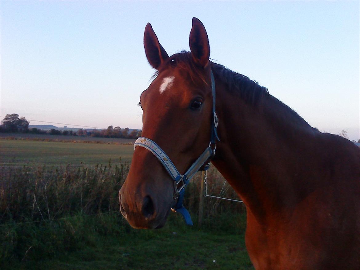 Holstener ARMANI CODE billede 7