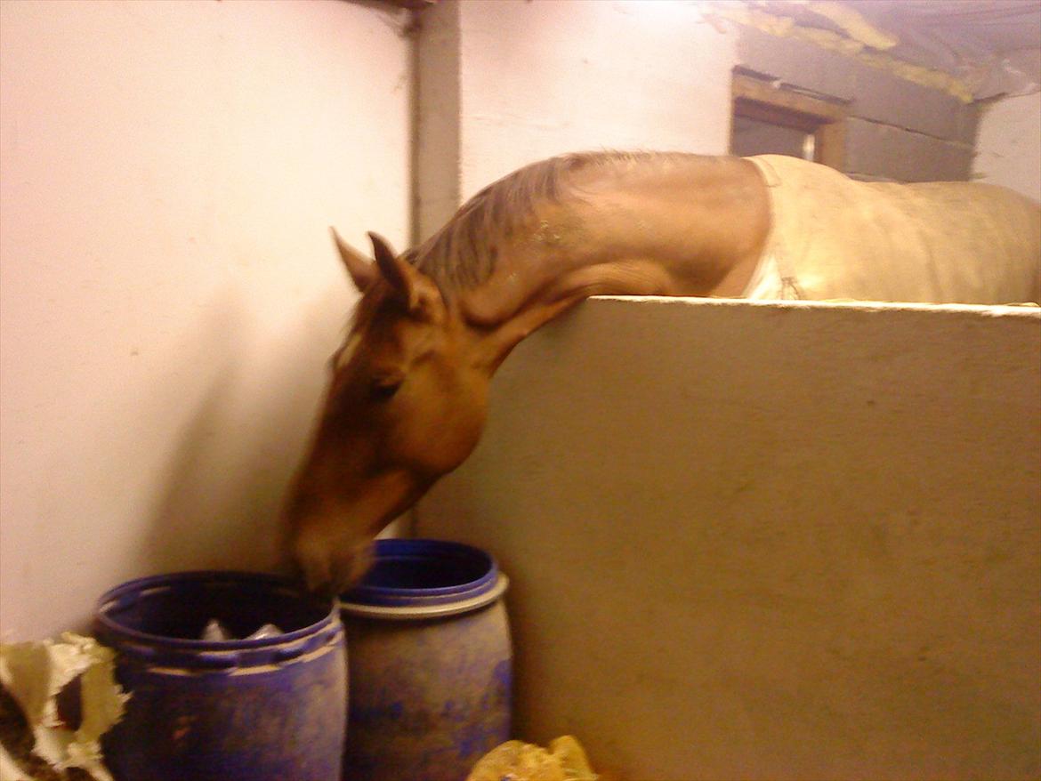 Holstener ARMANI CODE billede 8