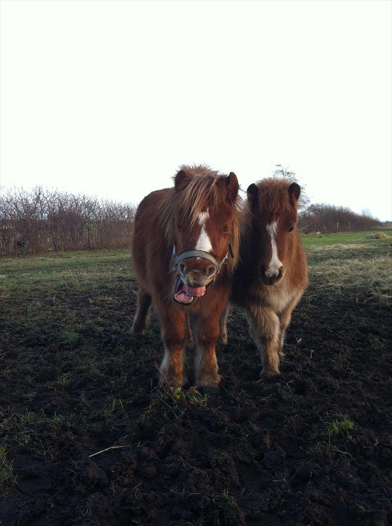 Shetlænder Scott - 1 - Lille Scott gaber :-)  billede 1