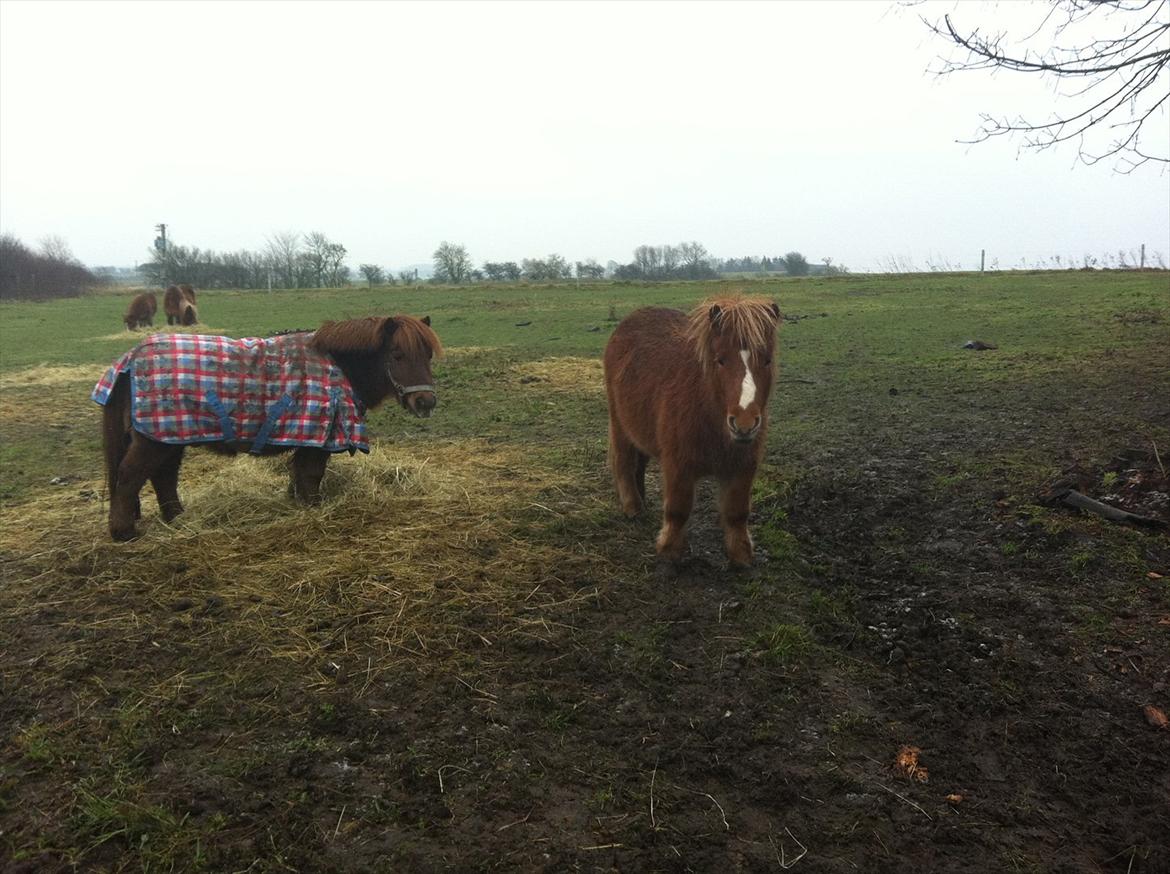 Shetlænder Scott - 2 - Scott og hans bedste ven Olfert ;-)  billede 2