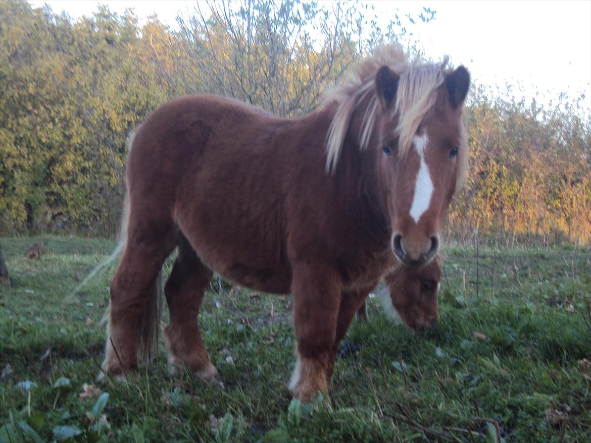 Shetlænder Scott - 3 - Scott efterår 2011. billede 3