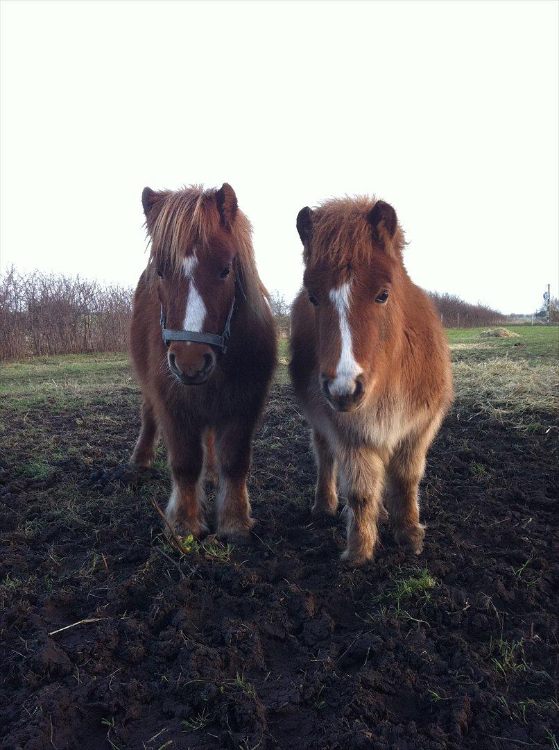 Shetlænder Scott - 4 - Scott og hans lillebror Bertram :-)  billede 4