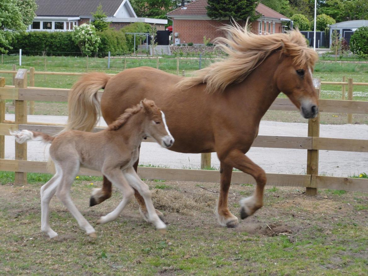 Islænder Madonna *Medina* fra Gridurholti - 10 timer gammel og nu mere sikker på benene billede 4