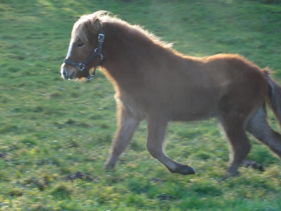 Islænder Madonna *Medina* fra Gridurholti - 6 måneder og ude sammen med mor, moster og legekammerat Kvika billede 12
