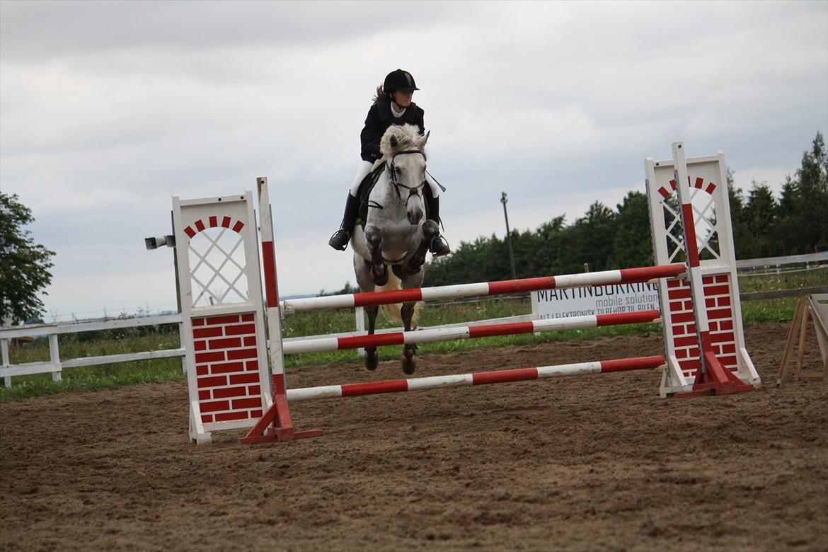 Welsh Cob (sec D) Athos/Mowgli - Stævne i BOR i en LC heste klasse :) Foto : Cecilie Pedersen billede 22
