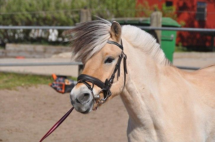 Fjordhest Lukas  - Min bedsteven, gennem alt. Altid gemt, aldrig glemt. Foto: Amanda Schubert billede 18