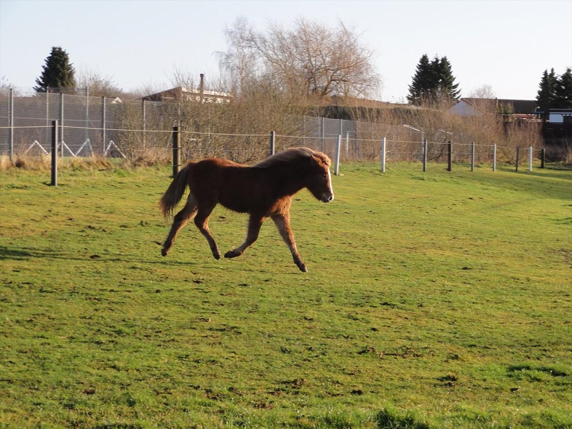 Islænder Madonna *Medina* fra Gridurholti billede 13