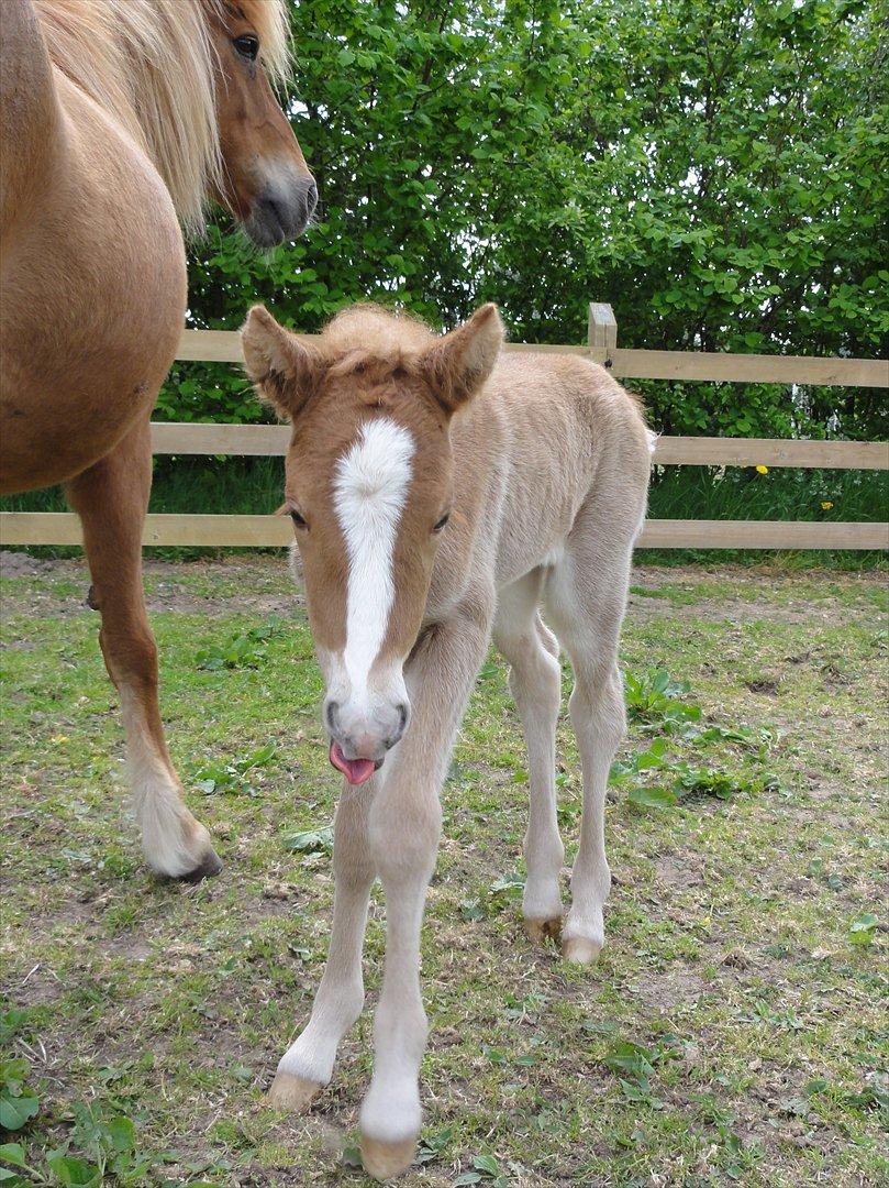 Islænder Madonna *Medina* fra Gridurholti - Uuum, 10 timer og ved godt hvor mælken er nu billede 6