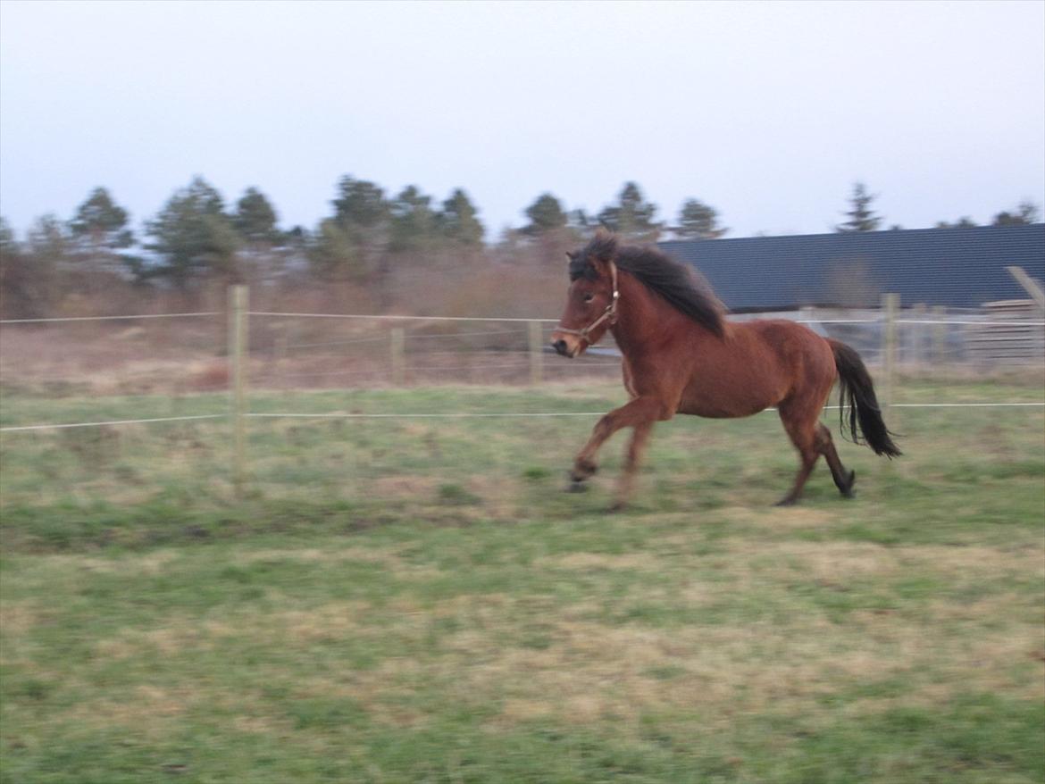 Islænder Loki fra Gjesbækgård billede 10