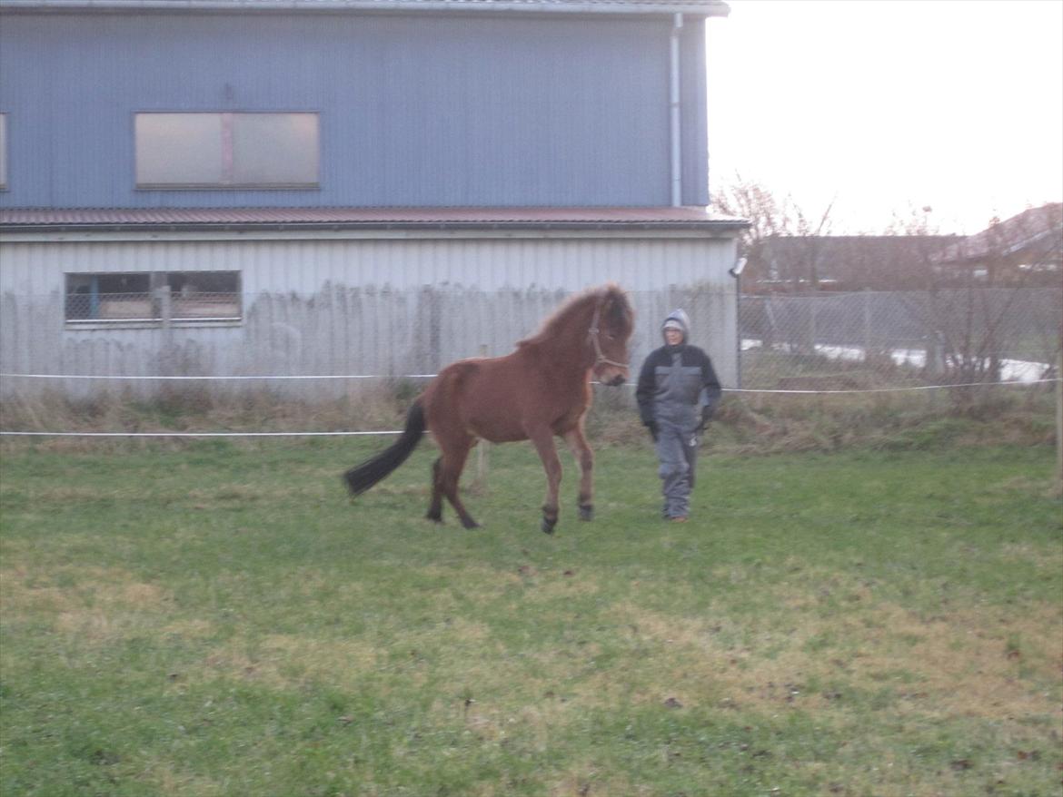 Islænder Loki fra Gjesbækgård billede 11