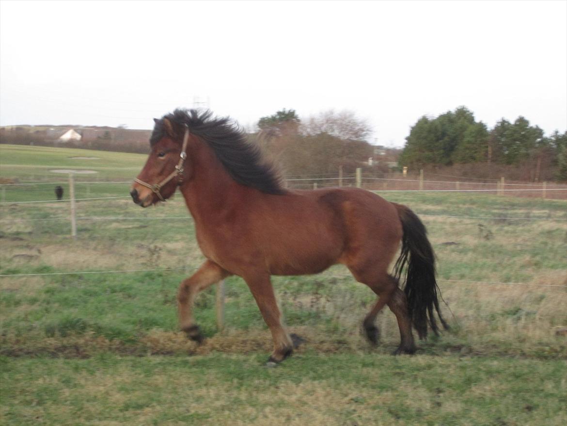 Islænder Loki fra Gjesbækgård billede 12