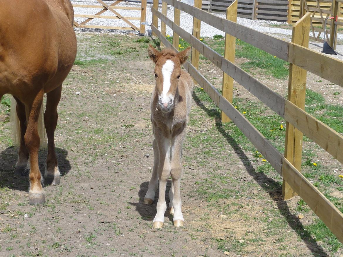 Islænder Madonna *Medina* fra Gridurholti - Hej mor!! :-) billede 5