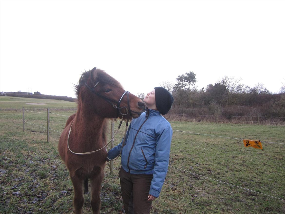 Islænder Loki fra Gjesbækgård billede 4