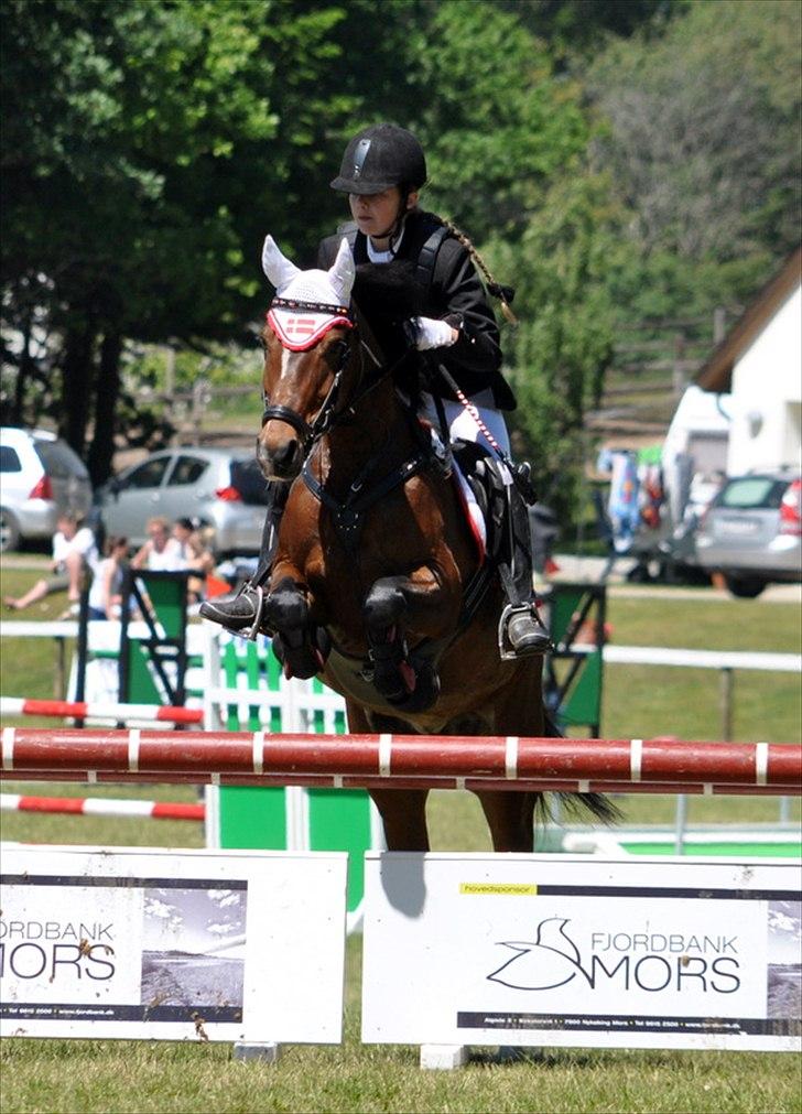 Hollandsk Sportspony Wendy, drømmeponyen - Morsø 2011 billede 19