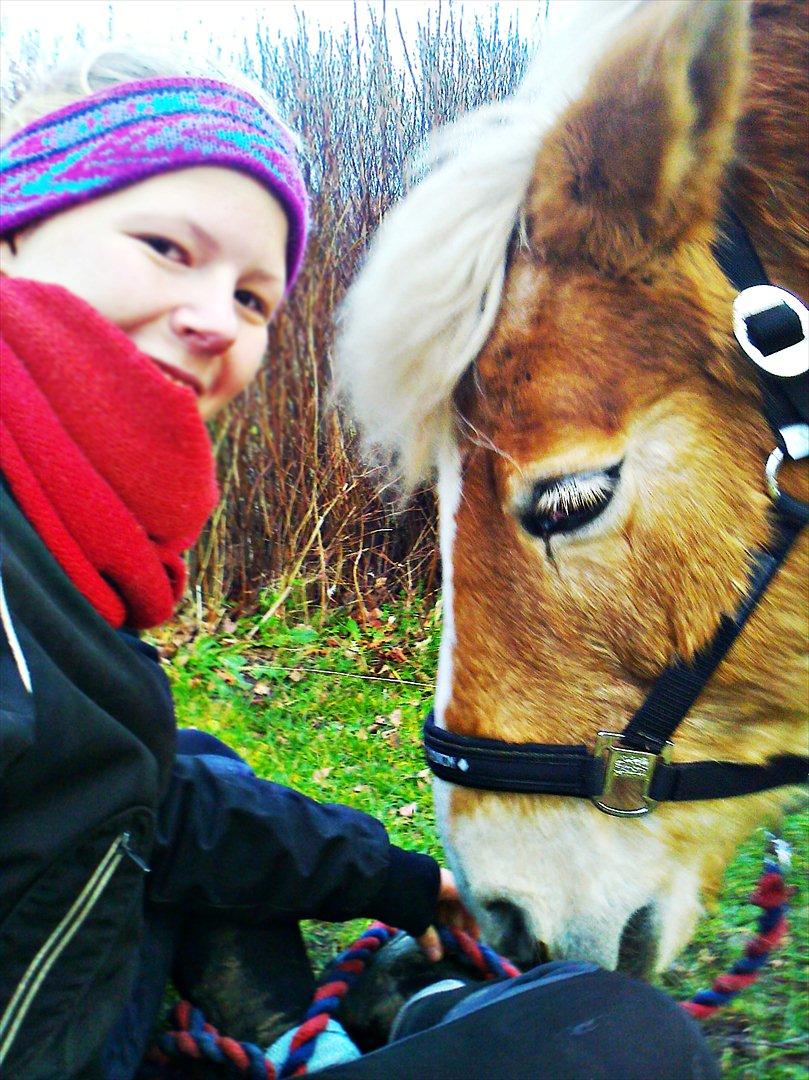 Haflinger Tony billede 16