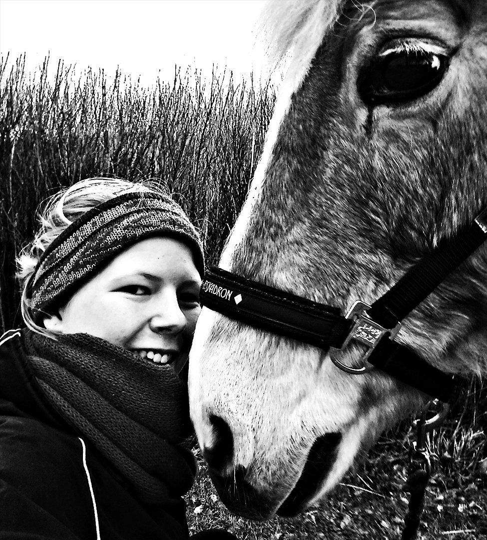 Haflinger Tony billede 4