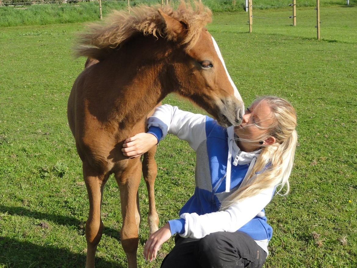 Islænder Madonna *Medina* fra Gridurholti - 3 måneder og meget glad for "mor" :) billede 11