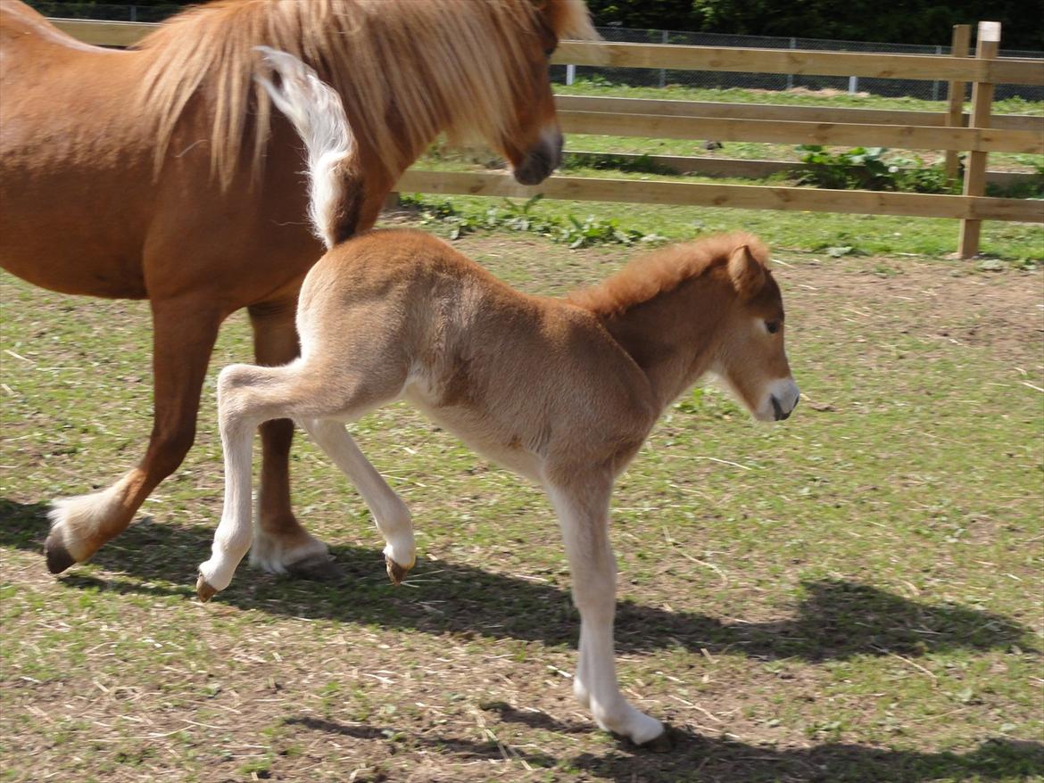 Islænder Madonna *Medina* fra Gridurholti - 14 dage gammel og nu er der styr på benene billede 7