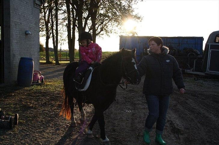 Welsh Mountain (sec A) Mieran´s Shirona billede 7