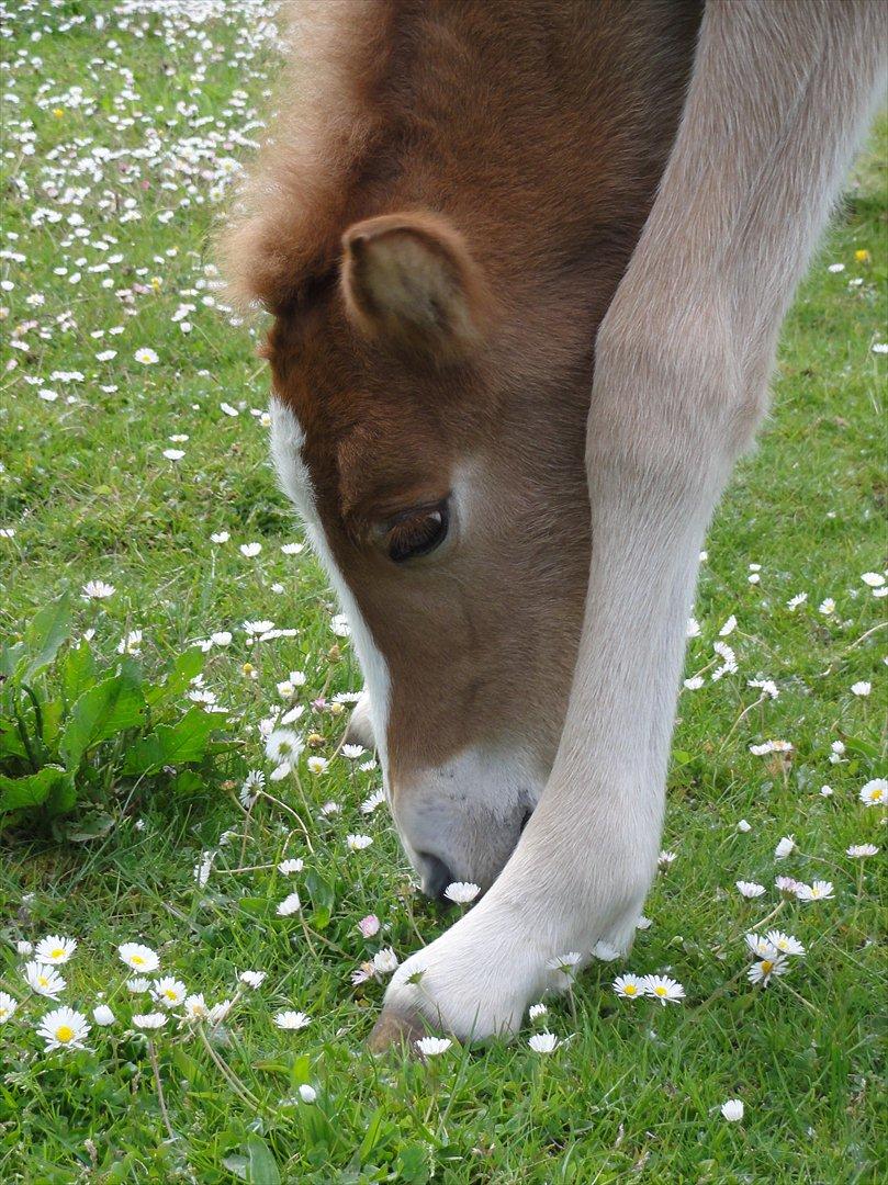Islænder Madonna *Medina* fra Gridurholti - Benene er næsten for lange  billede 8