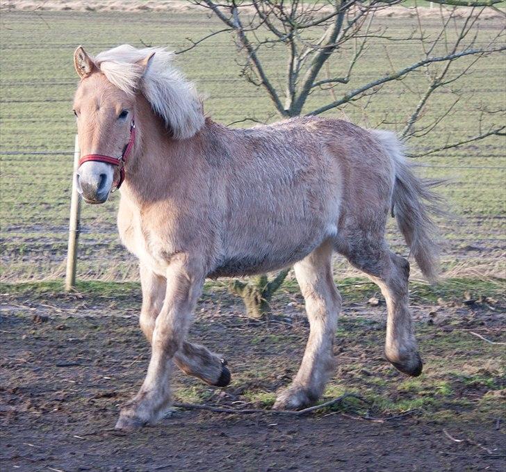 Anden særlig race ~ Lille Anton ~   - "Halløøøøj....!!" billede 17