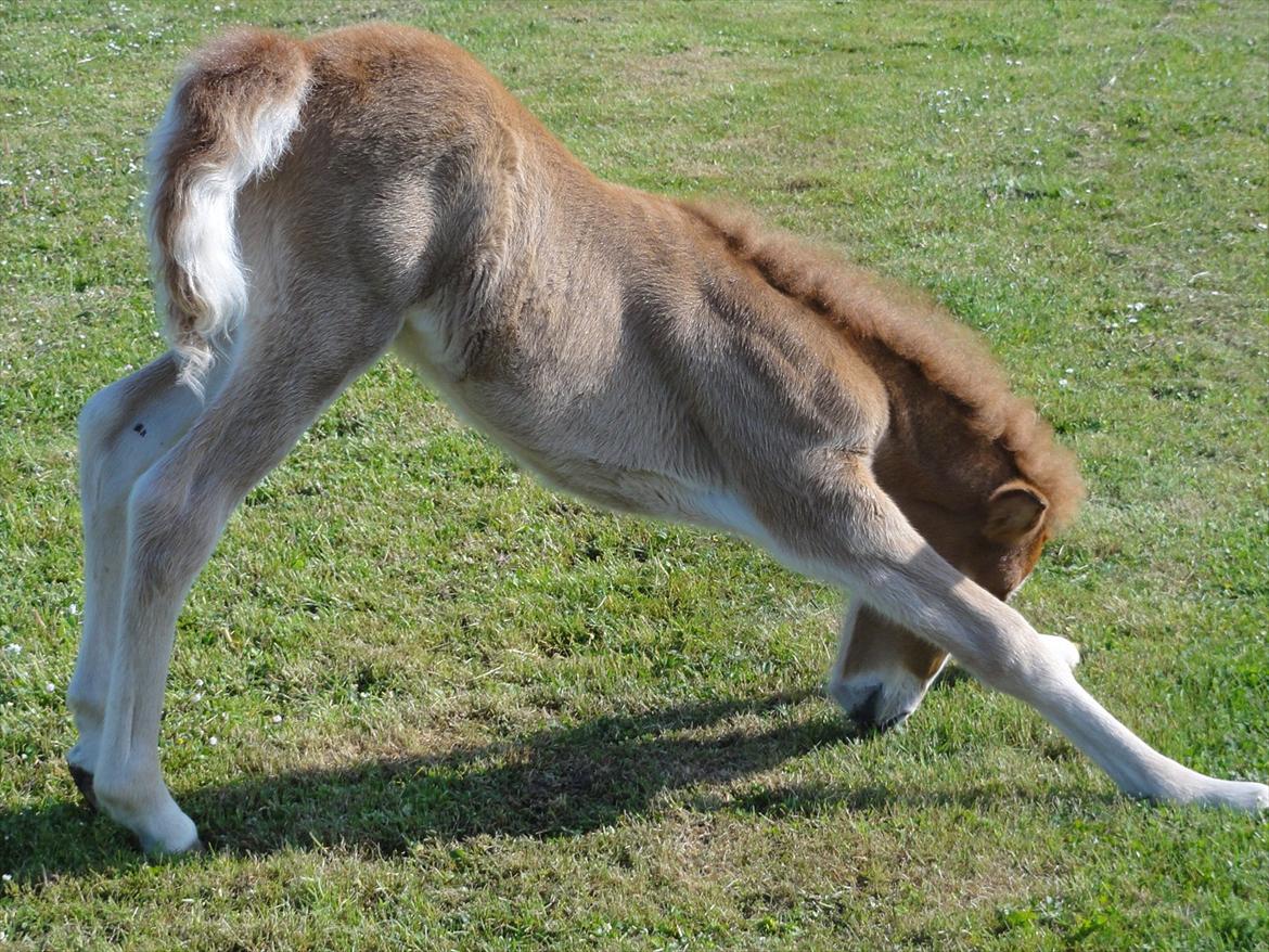 Islænder Madonna *Medina* fra Gridurholti - Sådan gør man når man er 14 dage og har alt for lange ben :-) billede 9