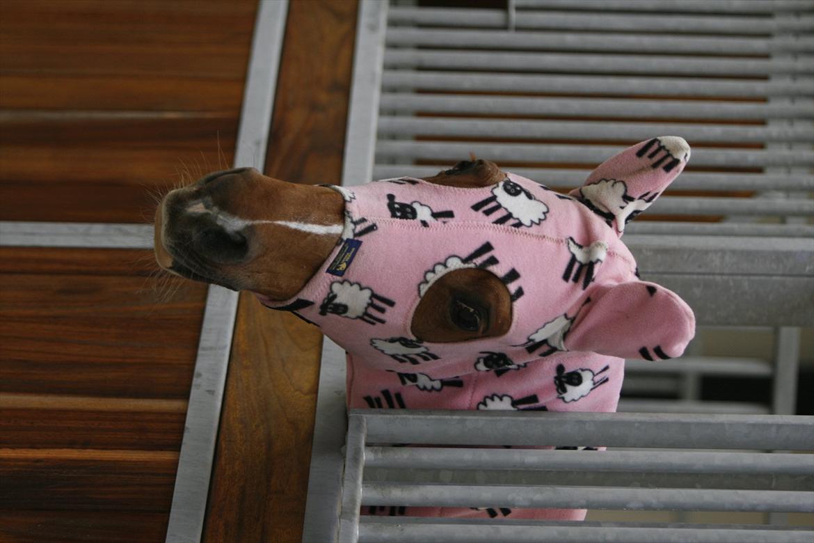 Hollandsk Sportspony Naomi SOLGT billede 20